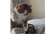 小猫受到惊吓后有哪些反应