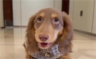 狗狗可以喝绿豆汤解暑吗