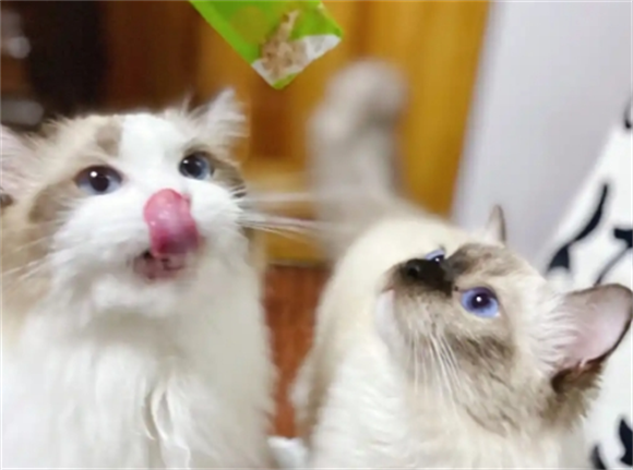 哪个牌子的猫条适口性好?喵星人爱不释口的猫条推荐! 哪个牌子的猫条适口性好?喵星人爱不释口的猫条推荐!