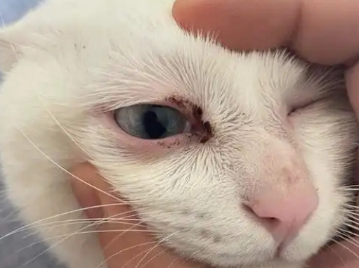 猫有眼屎是不是生病了