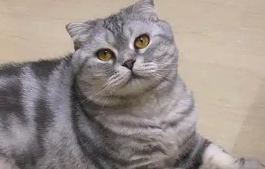 母猫交配的时候惨叫怎么回事
