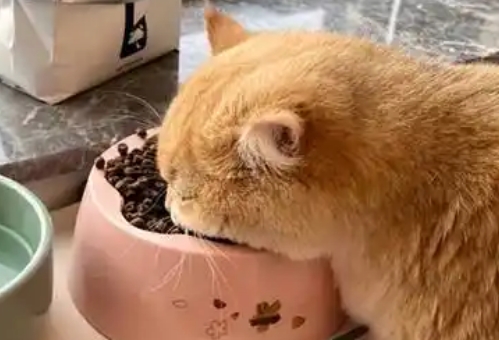 猫咪只吃猫粮可以吗