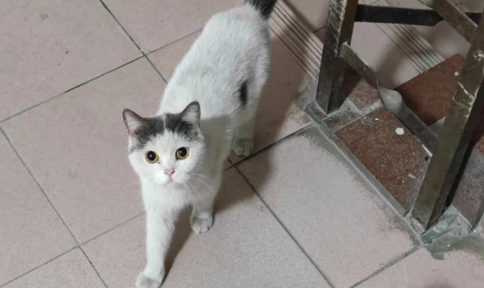 为什么净梵猫不吃东西,净梵猫不吃东西吃什么会好 为什么净梵猫不吃东西,净梵猫不吃东西吃什么会好