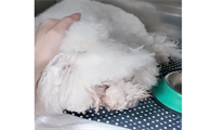 狗狗脾脏肿瘤切除后能活多久