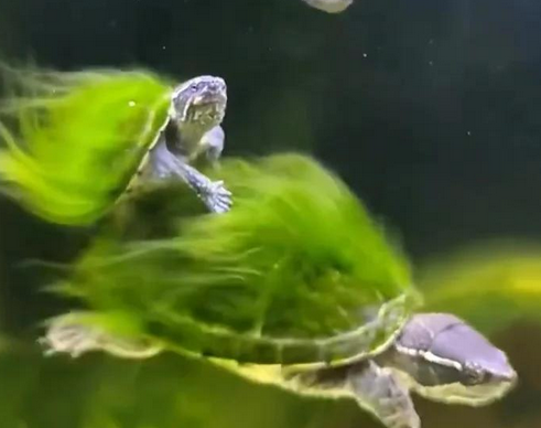 什么是绿毛龟-宠物网