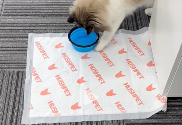 猫咪尿垫多久换一次?乐事宠用专业品质给出答案 猫咪尿垫多久换一次?乐事宠用专业品质给出答案