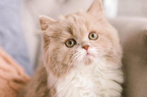 猫咳嗽是什么原因引起的
