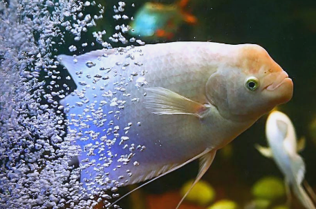 招财鱼水温度多少最佳?快来看看! 招财鱼水温度多少最佳?快来看看!