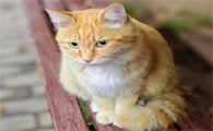 猫咪突然厌食，会是肠胃疾病引发吗​