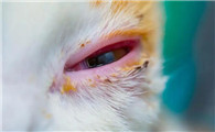 猫咪有眼线虫的症状有哪些
