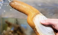 象拔蚌的家常做法视频