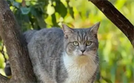 猫咪掉毛严重怎么办有啥解决方法