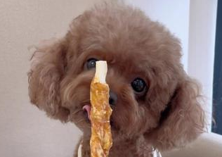 逗萌仕狗零食是不是国产的 逗萌仕狗零食是不是国产的