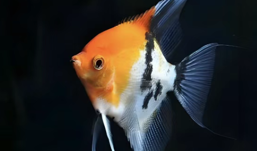 热带鱼皇后---神仙鱼的饲养方法,掌握这些就搞定啦 热带鱼皇后---神仙鱼的饲养方法,掌握这些就搞定啦