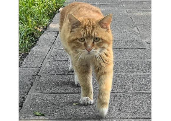 猫猫走路一晃一晃的站不稳是怎么了 猫猫走路一晃一晃的站不稳是怎么了