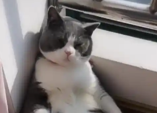 家里找不到猫,掀开窗帘一看哭笑不得:活得不如一只猫 家里找不到猫,掀开窗帘一看哭笑不得:活得不如一只猫