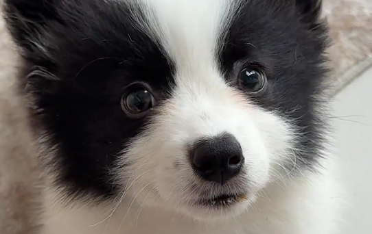 威尔斯柯基犬适合新手养吗?养之前看看这篇文章 威尔斯柯基犬适合新手养吗?养之前看看这篇文章