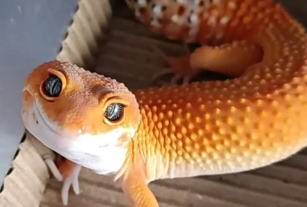 守宫蜥蜴可以多久不吃东西?来这看看! 守宫蜥蜴可以多久不吃东西?来这看看!