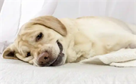 狗骨折什么症状