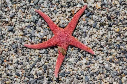 海星什么部位能吃 海星什么部位能吃