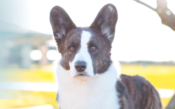 威尔斯柯基犬是哪个国家的犬种？来自英国的萌趣精灵