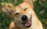 狗能吃无花果吗