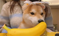 幼犬狗狗吃什么水果好