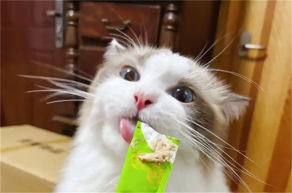 哪个牌子的猫条适口性好?喵星人爱不释口的猫条推荐! 哪个牌子的猫条适口性好?喵星人爱不释口的猫条推荐!
