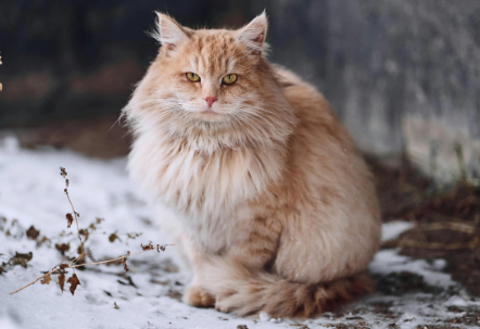 脱水的猫咪会有哪些症状 脱水的猫咪会有哪些症状