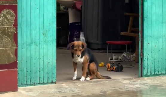 女子把狗子的鸡腿扔给了邻居家狗子。网友:狗不干的事儿,你全干了 女子把狗子的鸡腿扔给了邻居家狗子。网友:狗不干的事儿,你全干了