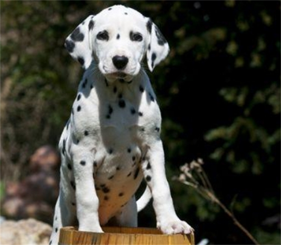斑点狗是什么犬种 斑点狗是什么犬种