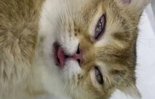 猫咪隐睾影响生育吗