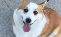 狗狗低血糖抽搐还能养好吗
