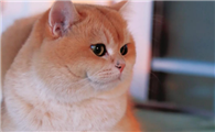 猫发腮有什么作用