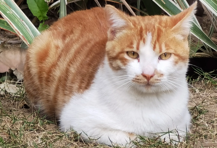 如何预防猫咪患肾功能衰竭 如何预防猫咪患肾功能衰竭
