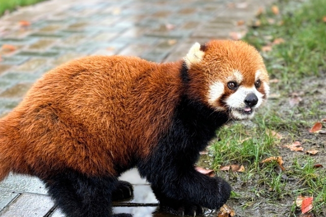 小熊猫中支多少一包