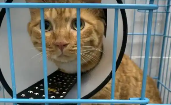 猫咪软便应该吃什么