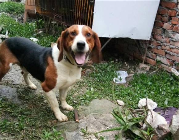 比格犬是一种适合在家里喂养的狗狗吗？快来了解一下吧
