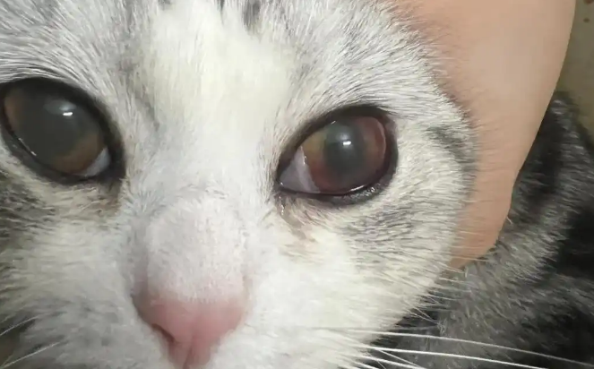 猫咪眼眶周围发红是什么原因