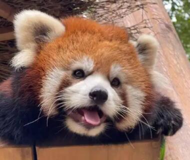 小熊猫中国有多少只 小熊猫中国有多少只