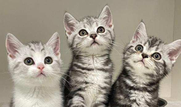 虎斑猫几个月发腮 虎斑猫几个月发腮