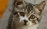 猫咪拉肚子是什么原因