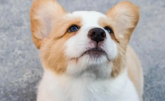 关于威尔斯柯基犬的几条冷知识,最后一条只有13%的人知道 关于威尔斯柯基犬的几条冷知识,最后一条只有13%的人知道