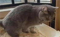 母猫尿频而且每次只尿一点什么原因