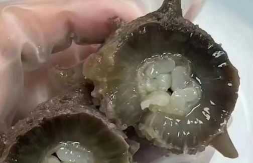 海参对手术后有什么好处