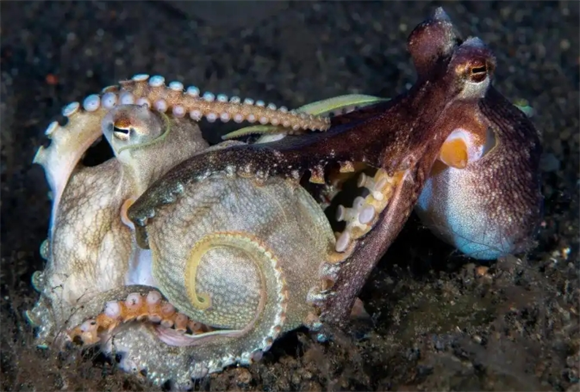 章鱼触手如何识别自身防止打结：背后机制解析