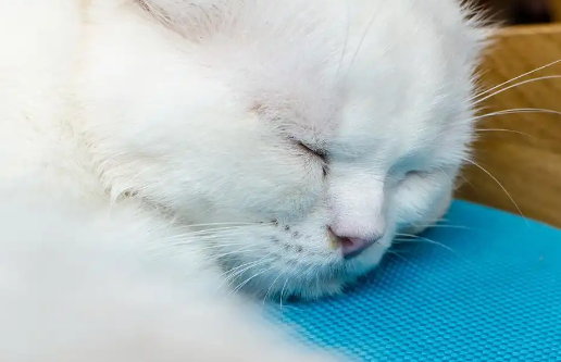 小猫突然像哮喘一样抽气 小猫突然像哮喘一样抽气