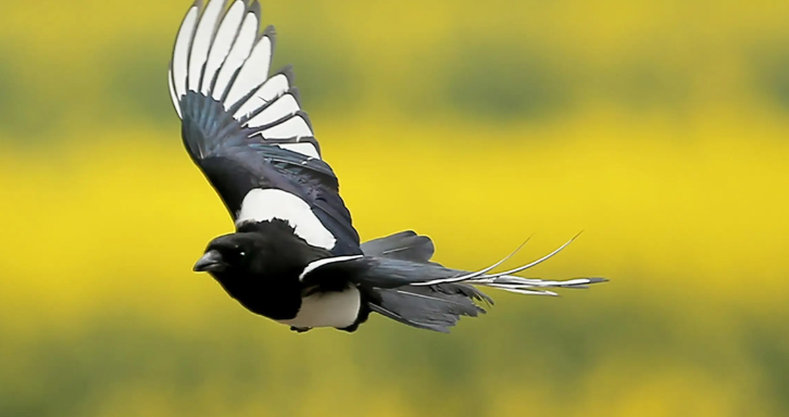 被喜鹊抓头有什么征兆 被喜鹊抓头有什么征兆