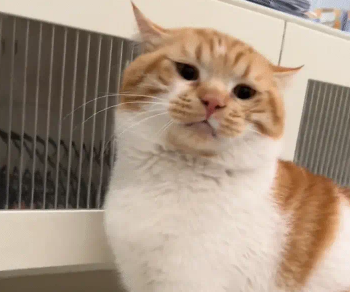 猫咪性格倔强不让摸脑袋,边摸边后退。网友:再退就出省了 猫咪性格倔强不让摸脑袋,边摸边后退。网友:再退就出省了