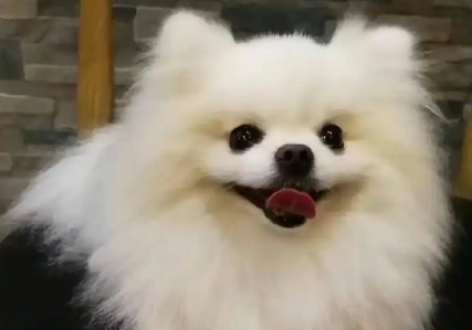 狗狗吃巧克力催吐后还会有事吗